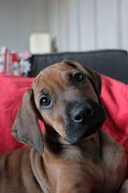 Cute Rhodesian Ridgeback Rhodesian Ridgeback Dog Rhodesian Ridgeback Puppies Lion Dog