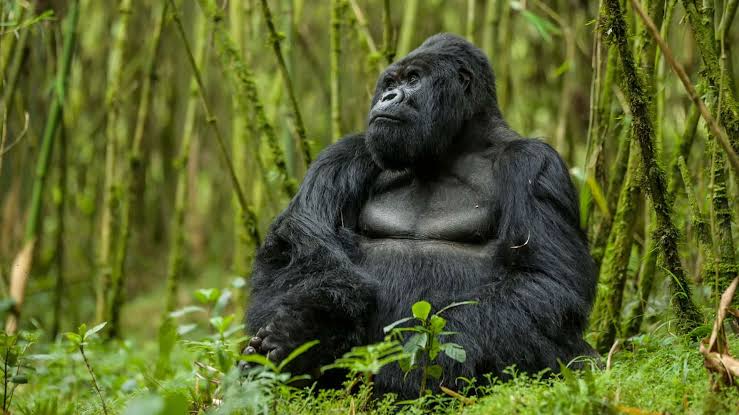 Gorillas in Rwanda - Rwanda Gorilla Trekking | Rwanda Gorilla Tours