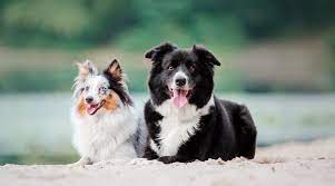 Border Collie Vs Sheltie Differences Similarities