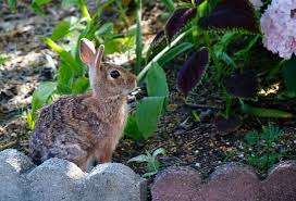 The epsom salt will not only keep away ground hogs and other pests, including rabbits and squirrels, it is will help your plants grow. Liquid Fence Review Deer Rabbit Repellent Big Blog Of Gardening