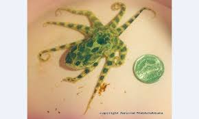 หมึกบลูริง มีสารพิษที่มีความร้ายแรงมากผสมอยู่ในน้ำลาย ซึ่งร้ายแรงกว่างูเห่าถึง 20 เท่า ผู้ที่ถูกกัดอาจตายได้ภายในไม่กี่. à¸£ à¸ à¸ à¸«à¸¡ à¸à¸à¸¥ à¸£ à¸ à¸à¸²à¸¢à¸² à¸ªà¸§à¸¢à¸à¸£à¸°à¸«à¸²à¸£ à¸ à¸©à¸£ à¸²à¸¢à¸£à¸­à¸à¸ à¸§ à¸ª à¸à¸§ à¸£ à¸à¸ªà¸à¸ à¸à¸­à¸à¸«à¸¥à¸à¸à¸²à¸¡à¸£