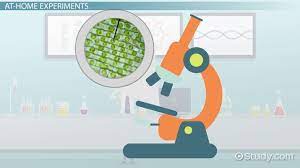 Plant cells become turgid when they are put in dilute solutions. What Is The Opposite Of A Turgid Plant Cell Study Com