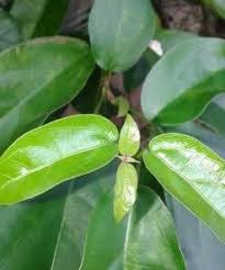 Pada awalnya, gangguan ini tidak menimbulkan gejala. Khasiat Tanaman Posts Facebook