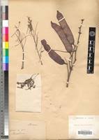 Image result for Acacia rovumae