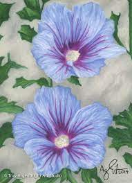 Blue Purple Hibiscus Flower Colored Pencil Drawing Fine Art Giclee Print Colorful Flowers Color Pencil Art Hibiscus