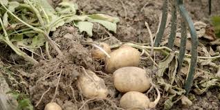 Quand Comment Recolter Les Pommes De Terre Tous Les Conseils De Culture Des Legumes Racines Pomme De Terre Culture Des Legumes Potager