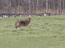 Coyote on a fence is directed by sarah esdaile, designed by matt attwood, lighting by aileen malone, sound by simon slater, and produced by matthew death row in a jail somewhere in america. Eastern Coyote The Adirondacks Large Canid The Adirondack Almanack
