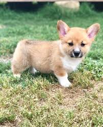 7 Week Old Corgi Dog Pictures Corgi Cute Animals