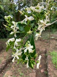 Image result for Voacanga africana