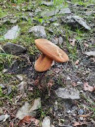 Image result for Polyporus pendulus