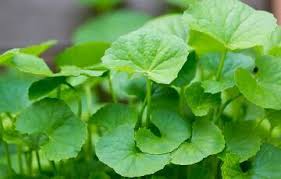 In malay cuisine it is known as pegaga, and the leaves of this plant are used for ulam, a type of vegetable salad. Pemborong Herba Pegaga Centella Asiatica Facebook