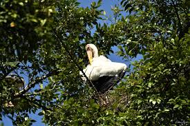 Zoo taiping & night safari. Taiping Zoo Night Safari Announce Success In Breeding Yet Another Endangered Species The Milky Stork Life Malay Mail