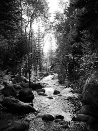 Beautiful Black And White Tree Pictures Black White Stream Trees Photo By Houstonryan On Deviantart Black And White Tree Black And White Photographs Black And White Pictures