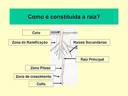 Cheat setup darkside aerial 3. Como E Constituida A Raiz Ppt Carregar