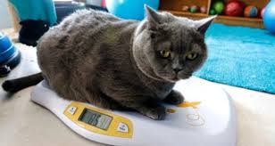 Obez Kedi Pilatesle Zayifladi Dailymotion Video