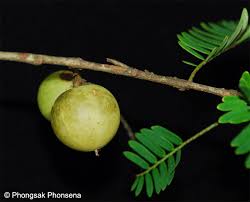 Image result for Phyllanthus zornioides