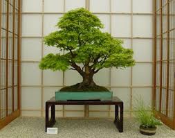 The beauty of the bonsai trees is second to none and they can be the object of desire in rooms. Newest For Mature Bonsai Trees For Sale Uk Pink Wool