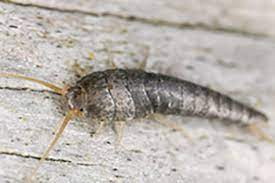 Silverfish control and how to get rid of silverfish. Silverfish Control How To Get Rid Of Silverfish