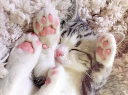 Apparent differences are likely related to individual cat temperaments. Does Your Feline Have Extra Toes The History Behind Polydactyl Cats Halifax Veterinary Hospital