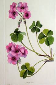 Image result for Oxalis debilis