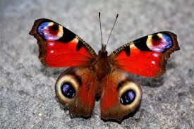Pfauenauge Schmetterling Pfauenauge Schmetterling Schmetterlingsbilder Schmetterling Bilder