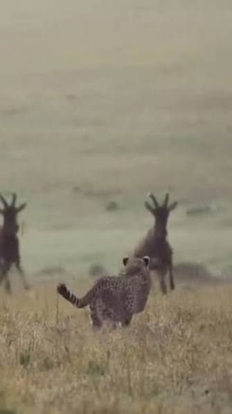 A cheetah attempts to hunt a topi antelope in the Masai Mara — a tense moment where speed, timing, and precision decide the outcome., Footage credit to @safariwithcharlie - follow Charlie for more ...