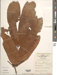 Image result for Gilbertiodendron dewevrei