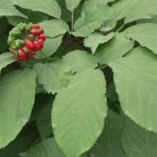 Image result for Anisosepalum alboviolaceum