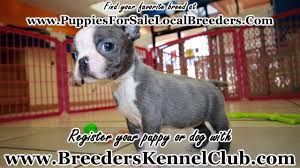 It has a compact build with a square shaped neck, straight erect ears and a light arched neck. Blue Boston Terrier Puppies For Sale Georgia Local Breeders Near Atlanta Ga Youtube