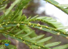 Image result for Phyllanthus paxii