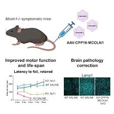 Image result for Gold 1999 AAV