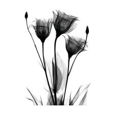 Black And White Flower Background Png Flower Png Liked On Polyvore Featuring Flowers Backgrounds Fillers Effects And Black Tulip Tattoo Xray Art Black And White Flowers