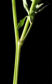 Image result for Bidens oligoflora