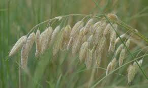 Image result for Bromus leptoclados