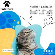 Patili Kosk Bir Kedinin Beyin Yapisi Insanlarikine Cok Benzer Sevgi Onceligimiz Detayli Bilgi Almak Icin Iletisime Gecebilirsiniz Iletisim Adresimiz 05558785675 Sevgi Veteriner Hayvan Kedi Kopek Hayvansevgisi Saglik Bilgi Facebook
