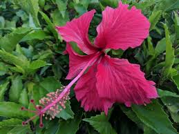Maybe you would like to learn more about one of these? Pink Gumamela In Philippine Name In Scientific Name Hibiscus Rosa Sinensis Or Gumamela Flowers Steemit