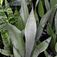 Image result for Sansevieria