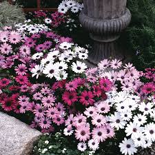 Image result for Osteospermum