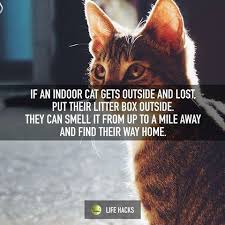 Help Your Kitty Convicts Get Home Safely Indoor Cat Cat Care Cats