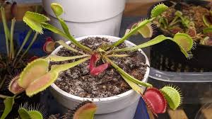 Carnivorous plants are not at all difficult to grow indoors, so long as you have a buggy spot for them to live. My Venus Flytrap Has Mold What To Do And Easy Fixes Venus Flytrap World