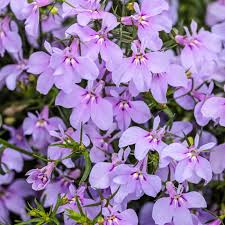 Image result for Lobelia fervens