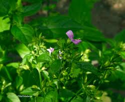Image result for Dicliptera sp. B