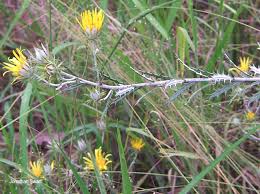 Image result for Berkheya carlinopsis