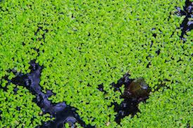 It possesses long green leaves resembling spear heads or swords which extend directly from the roots. Live Aquarium Floating Plants Or Dwarf Water Lettuce Stock Photo Picture And Royalty Free Image Image 115380480