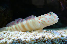 Image result for Coptosperma zygoon