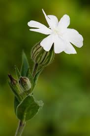 Image result for Silene
