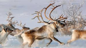 In America They Are Called Caribou In The Wild And When Domesticated Is Call Reindeer Description From Justfunfacts Com Reindeer Run Animals Norway Reindeer