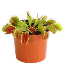 Die nur in einem sehr begrenzten verbreitungsgebiet in den usa vorkommende art wurde erstmals im jahr 1768 beschrieben. Venusfliegenfalle Dehner