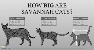 We are always here to answer your questions before and after the sale. F1 Savannah Cat Size Comparison