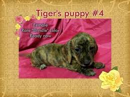 You can rest assured, when you get a dachshund from tennessee dachshunds, whether for show or pet, your dog will come with all appropriate. Mini Dachshund Male Puppy Microchiped Guarantee For Sale In Nashville Tennessee Classified Americanlisted Com